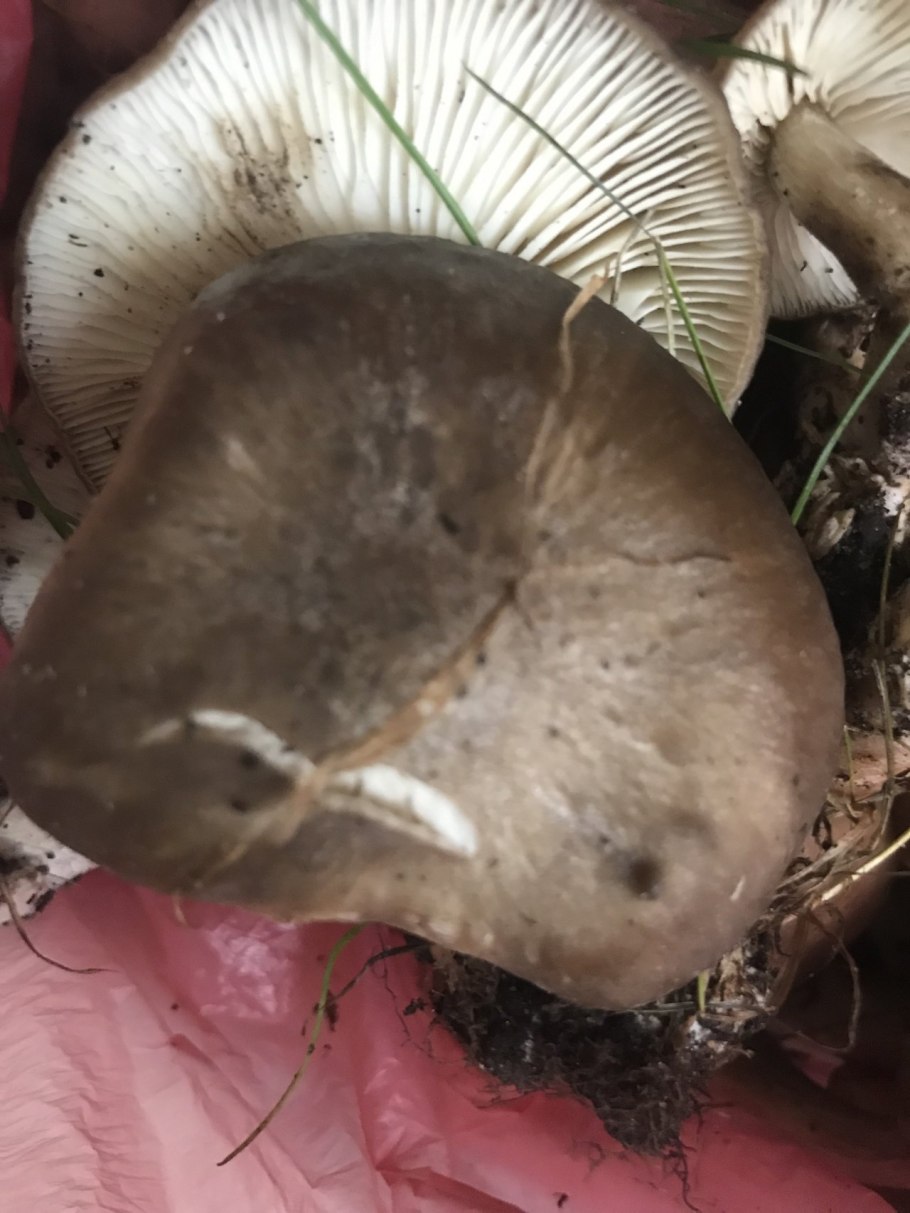 Сыроежка пластинчатый гриб