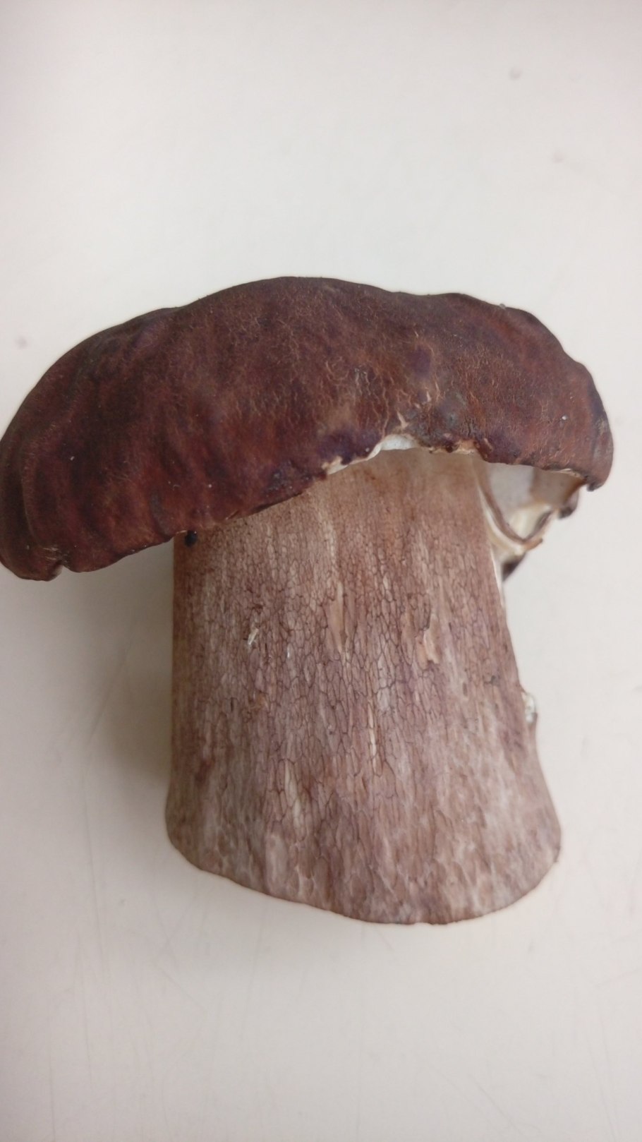 Мокруха Еловая