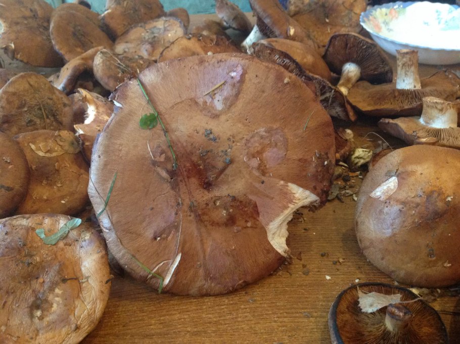 Белый гриб бронзовый Boletus aereus