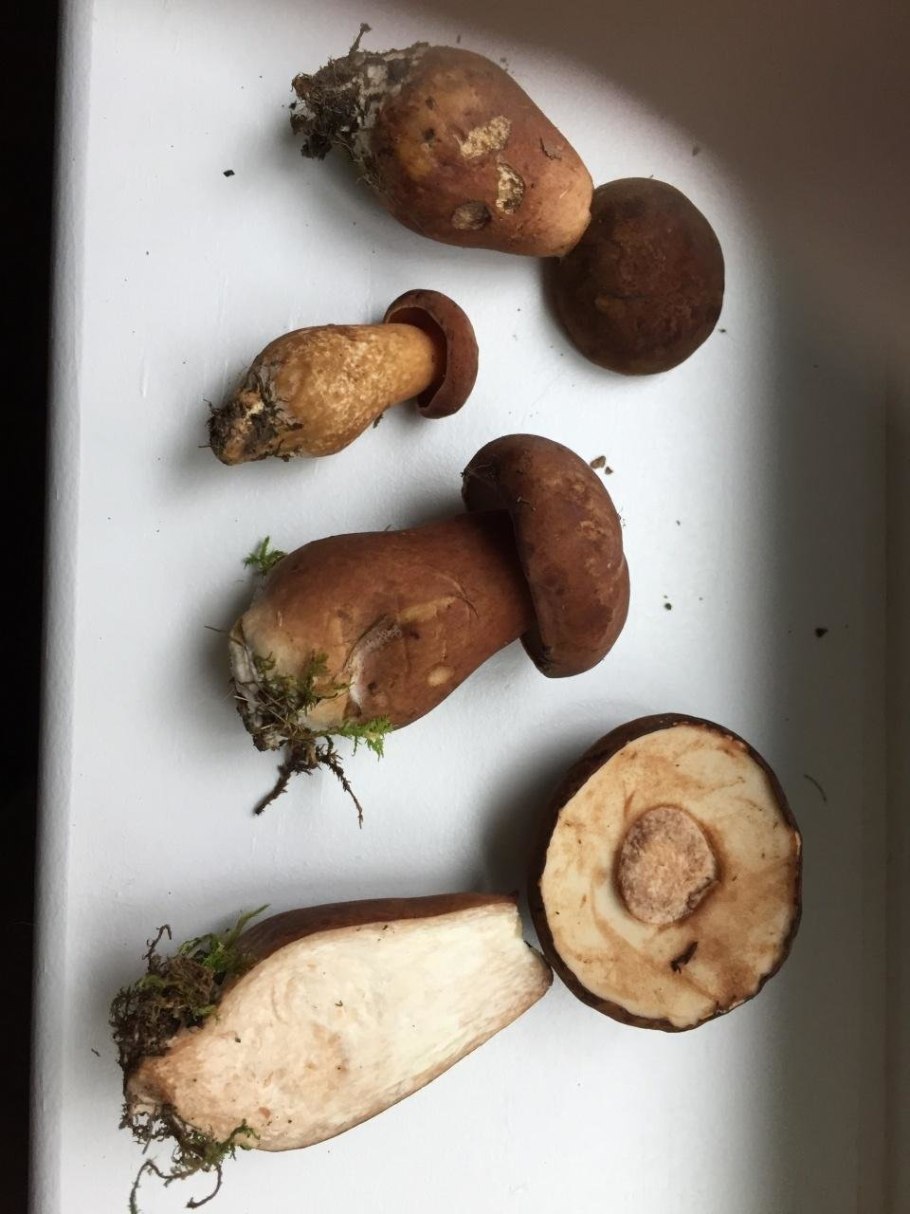 Гриб с черными пластинками