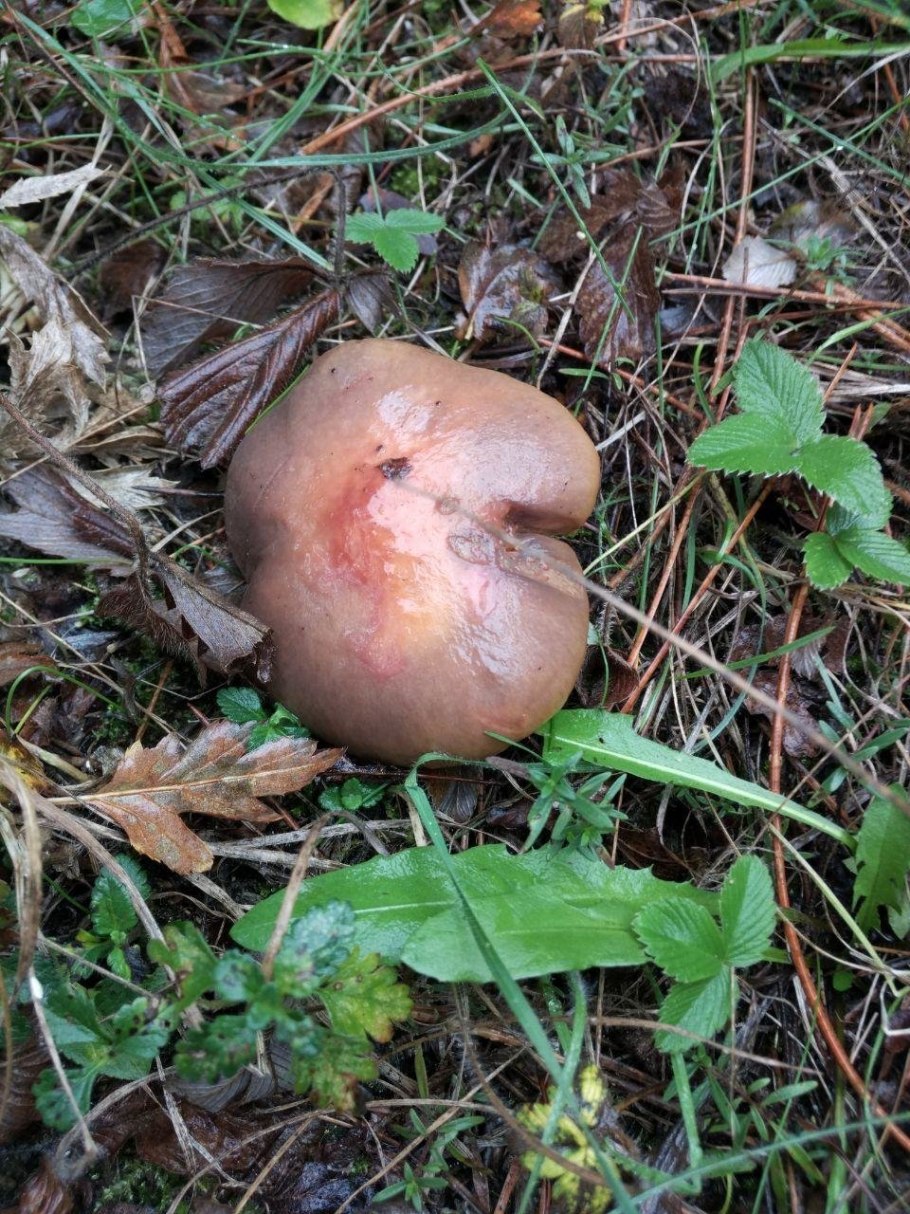 Грибы растущие под соснами мокруха