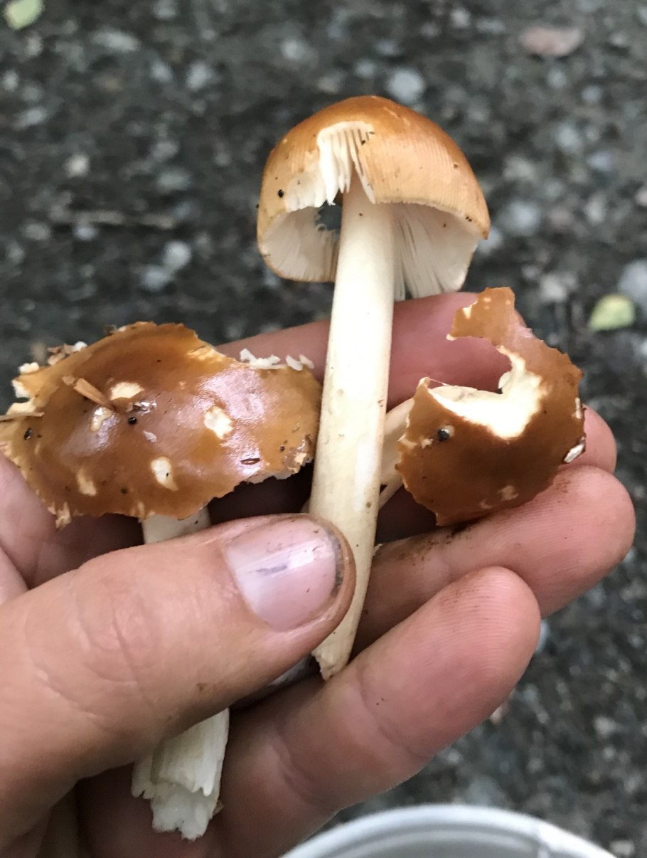 Поплавок жёлто-коричневый (Amanita fulva)