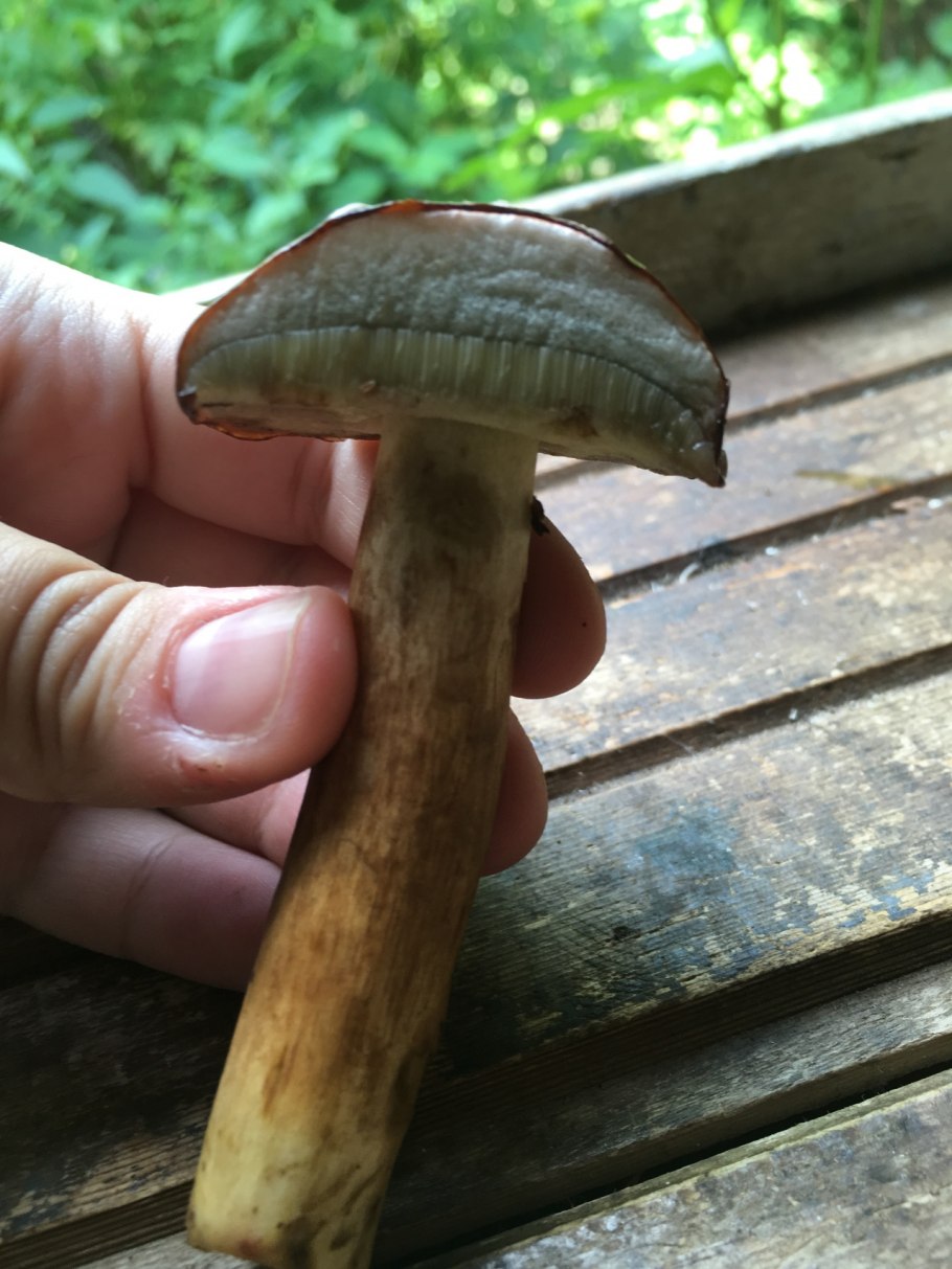 Грибы Подмосковья,польский гриб