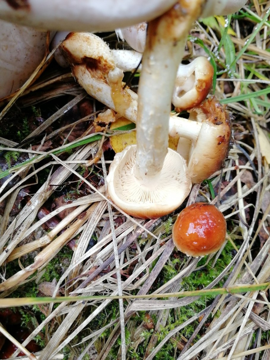 Гриб чешуйчатка слизистая