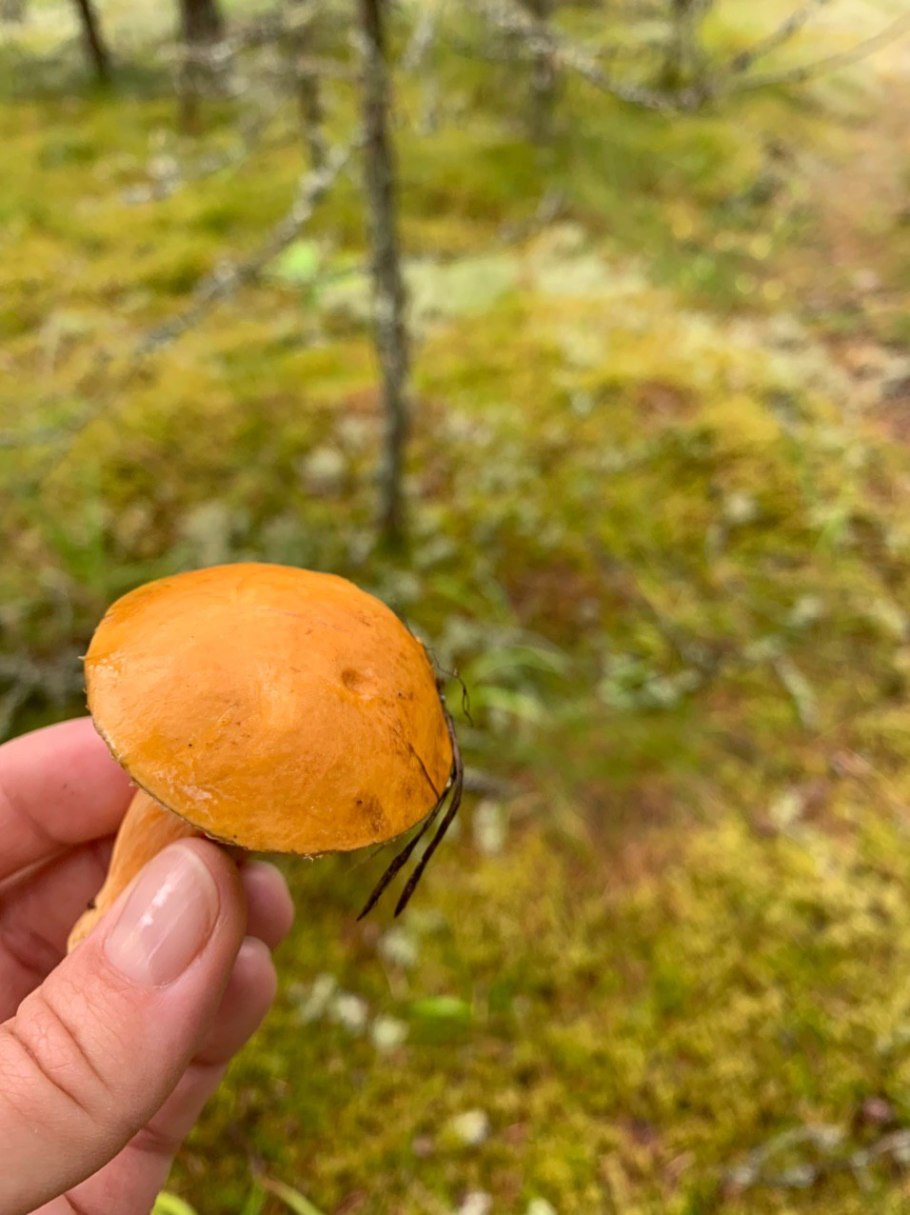 Боровой масленок