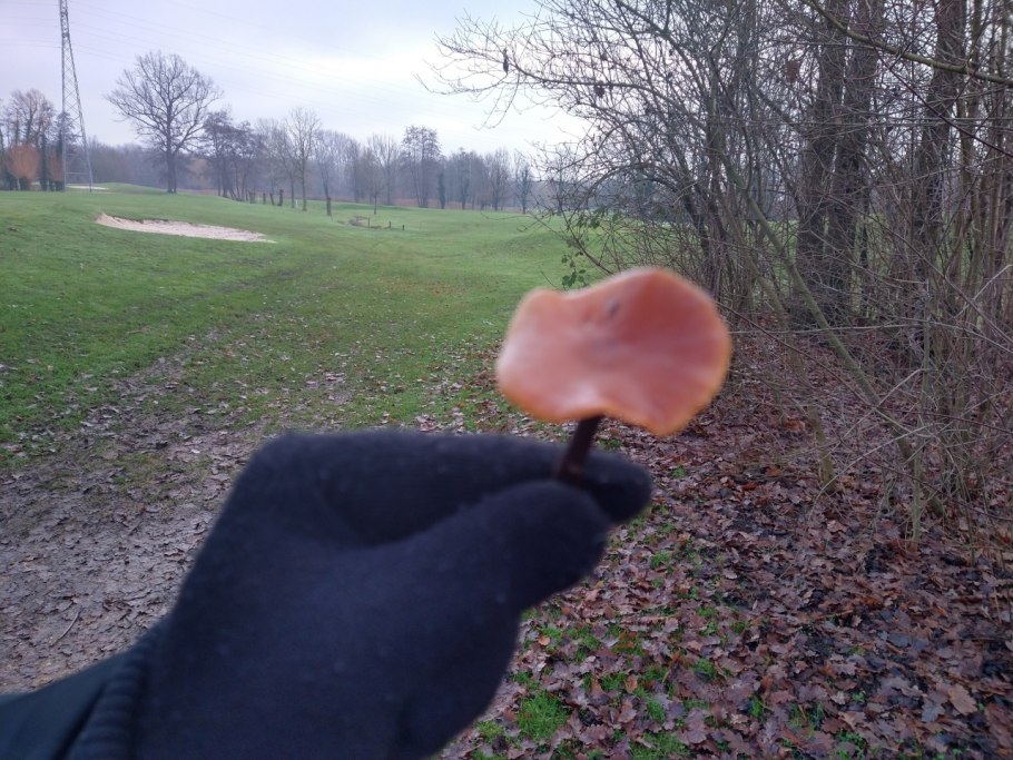 Трутовик овечий гриб