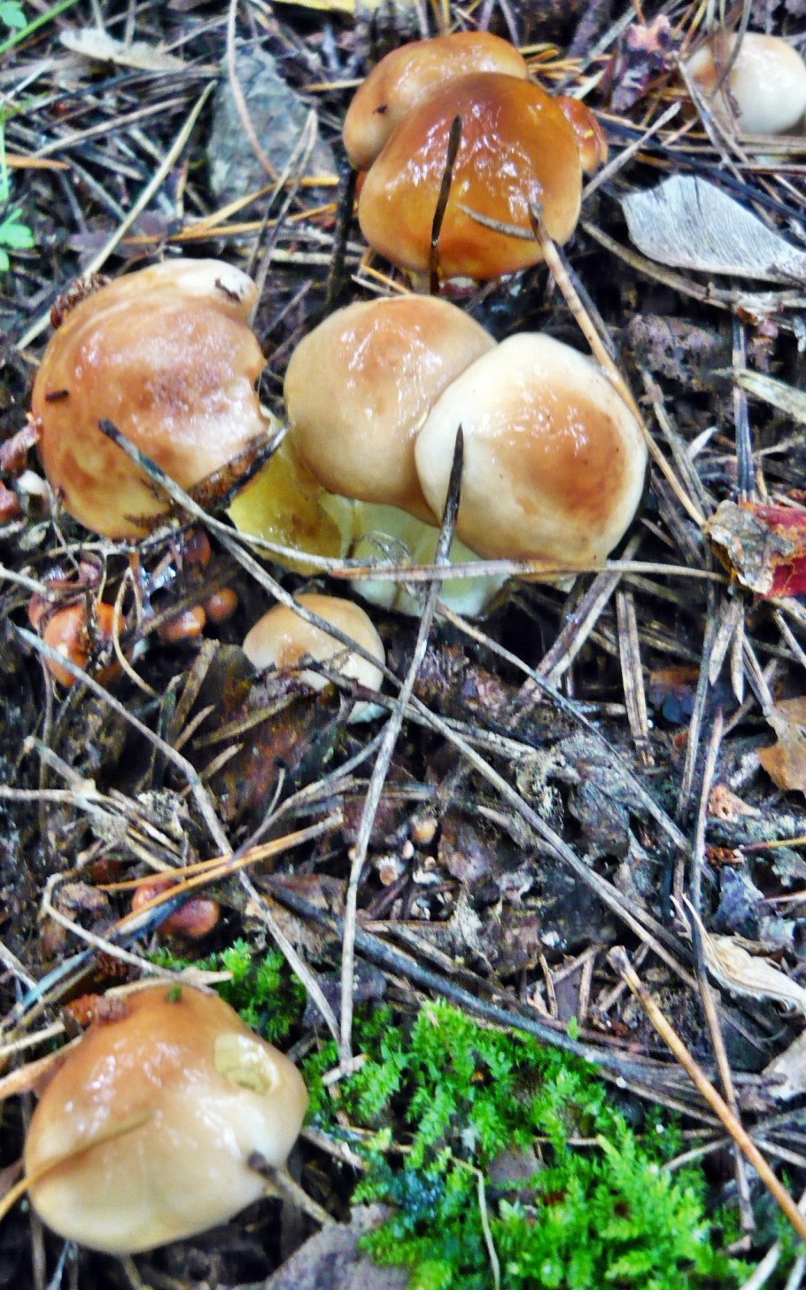 Скользкие грибы съедобные