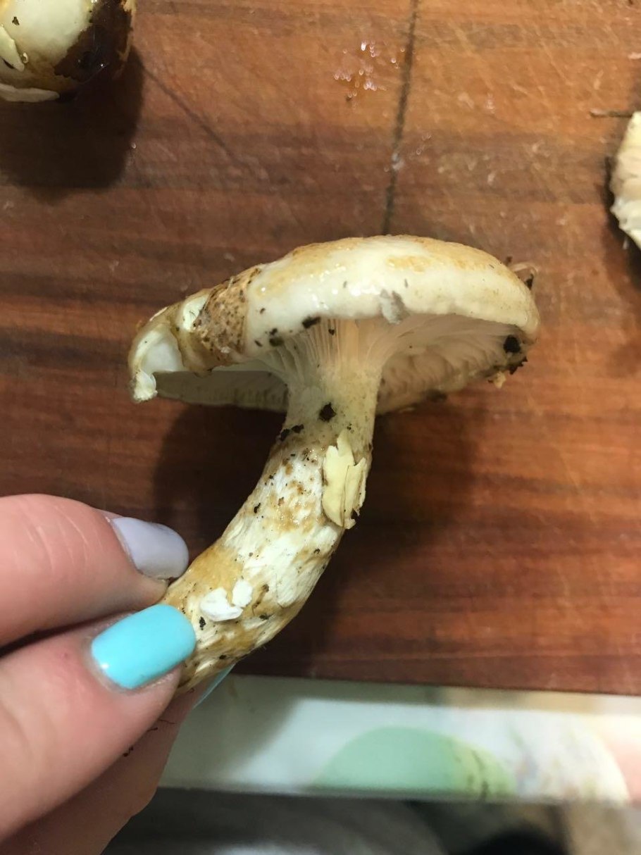 Гигрофор персона фото