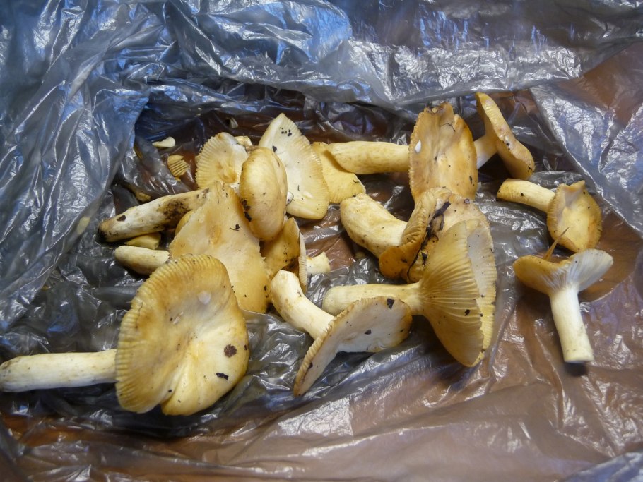 Грибы солоновики