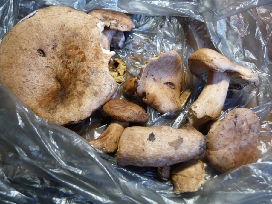 Грибы растущие в России