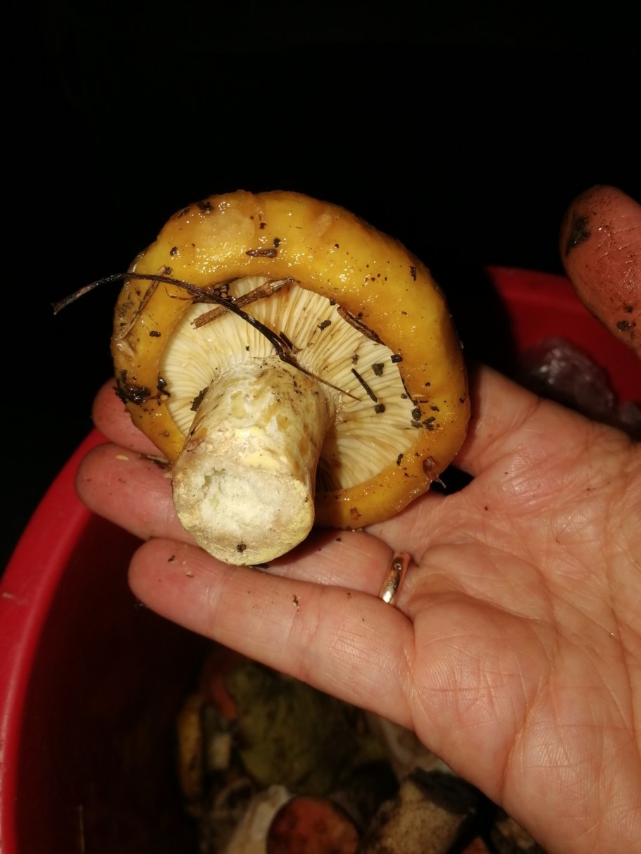 Груздь жёлтый Lactarius scrobiculatus