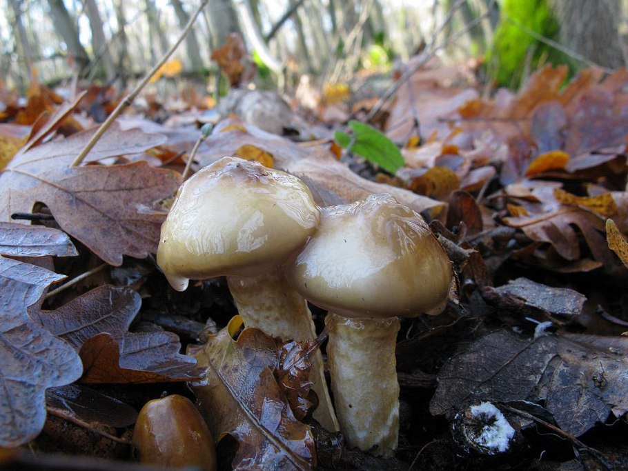 Hygrophorus persoonii