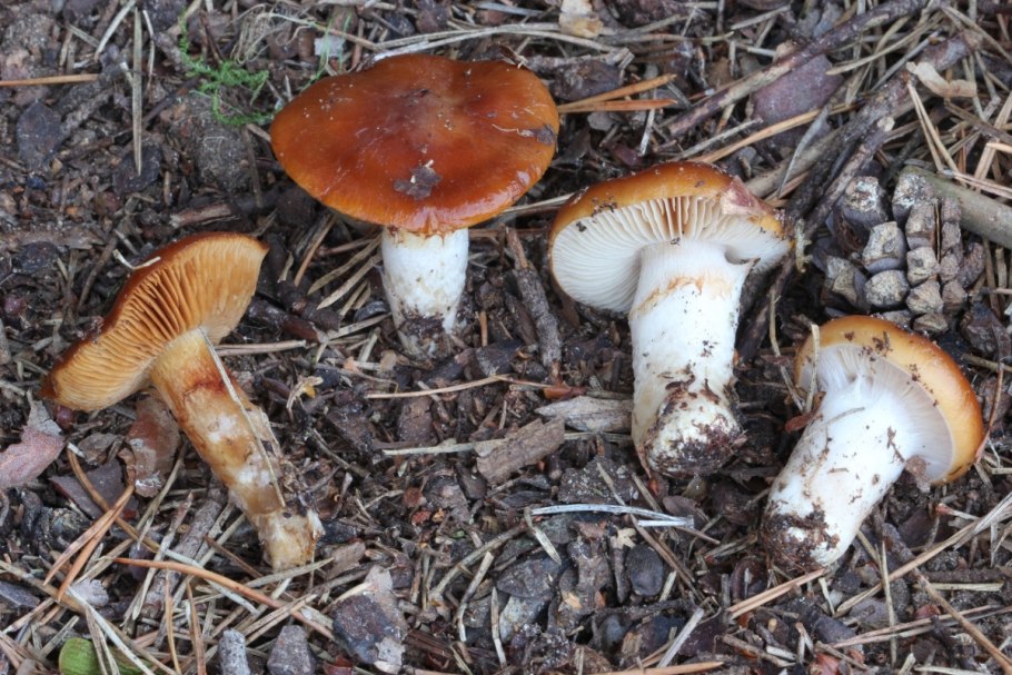 Паутинник слизистый Cortinarius mucosus