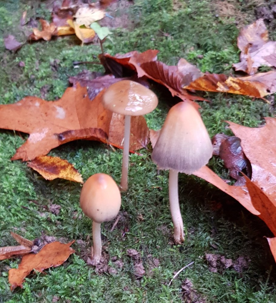 Подосиновик обыкновенный