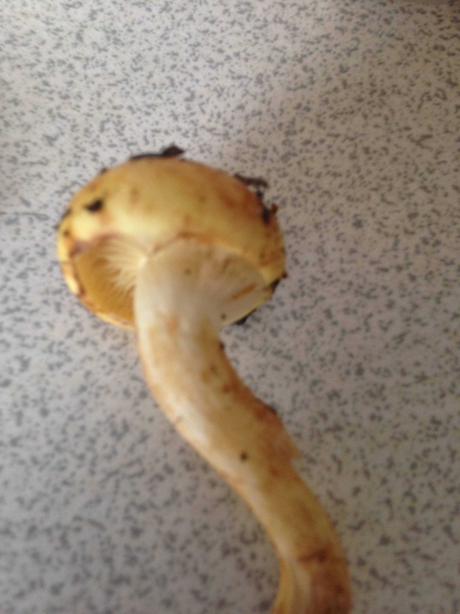 Паутинник склизкий гриб