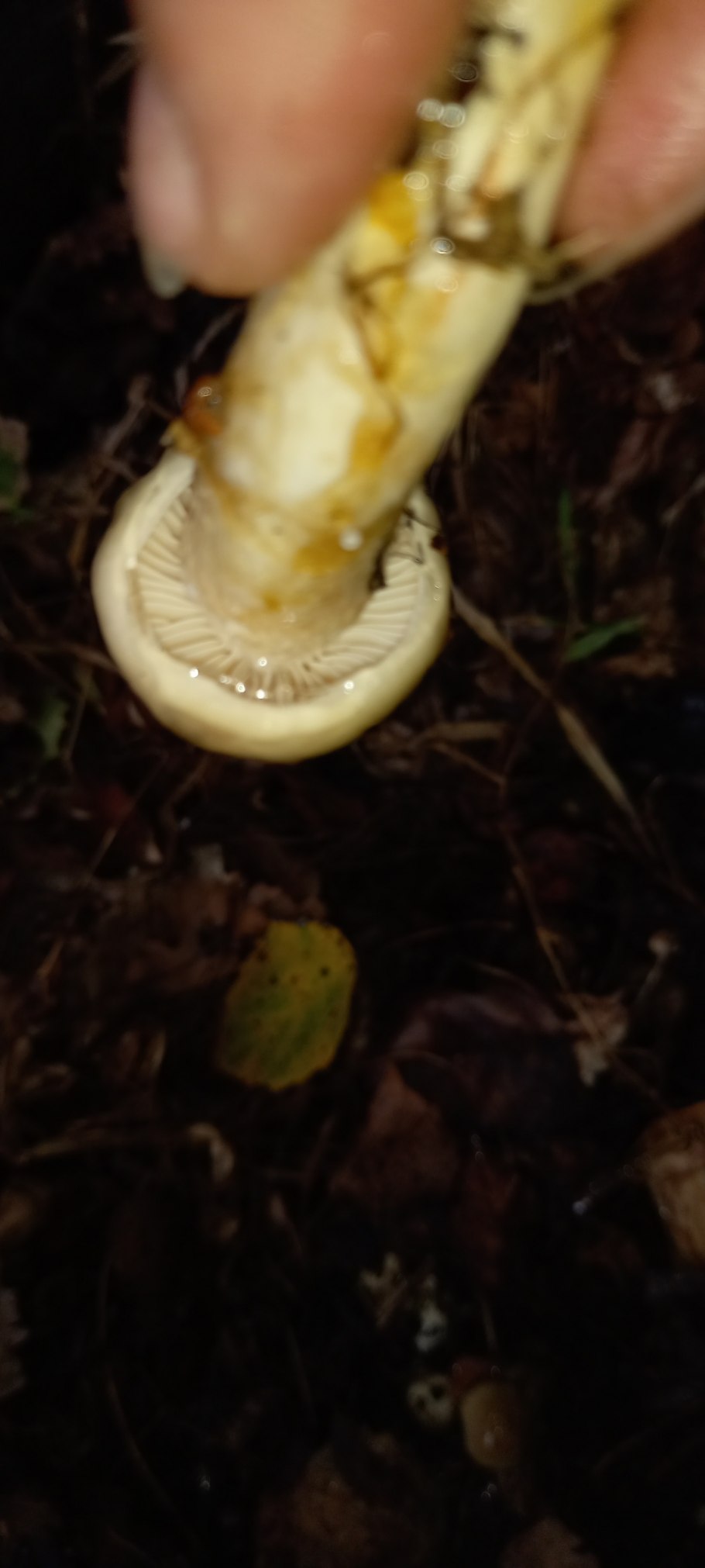 Паутинник склизкий гриб