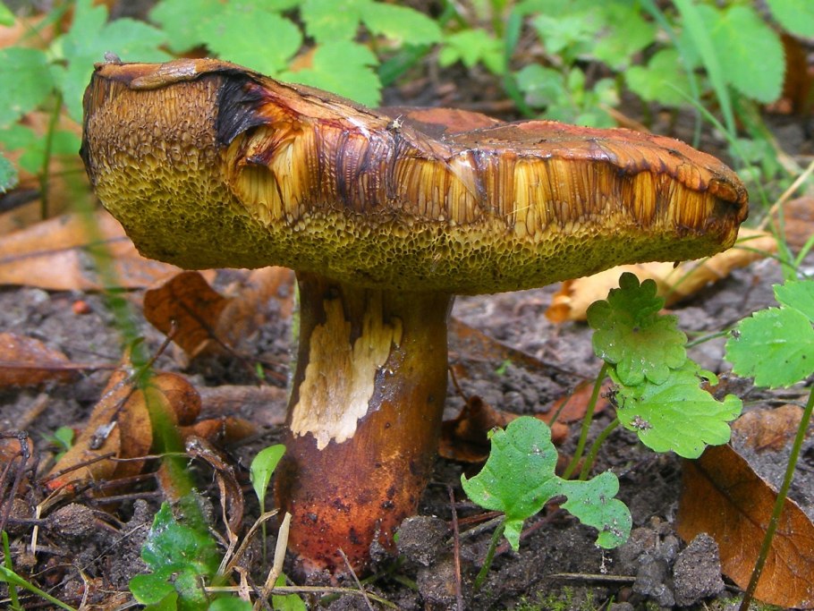 Моховик припорошенный гриб