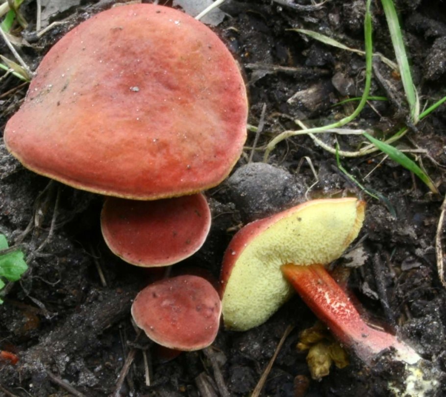 Моховик красный (Boletus rubellus)