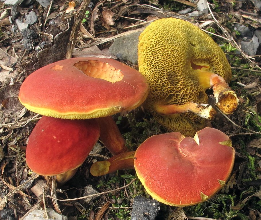 Моховик красный Xerocomus rubellus