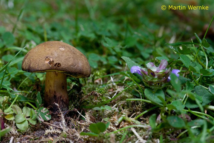 Моховик гриб съедобный