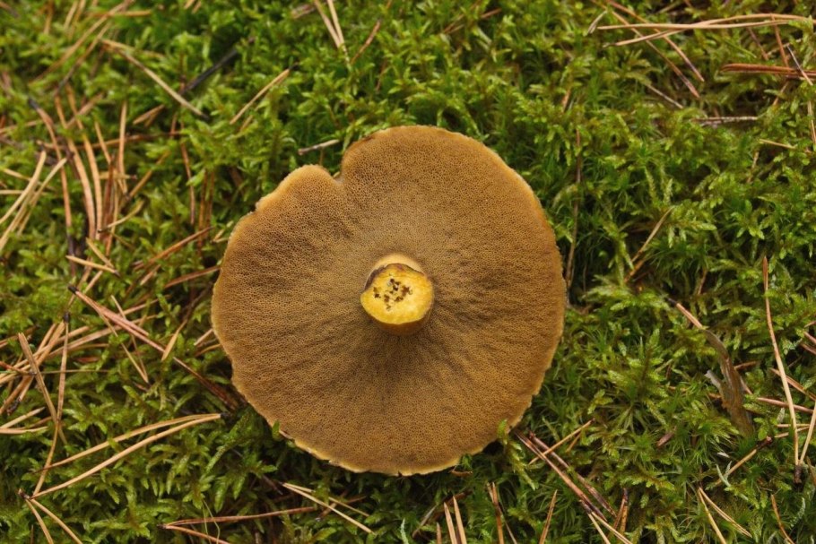 Моховик желто-бурый