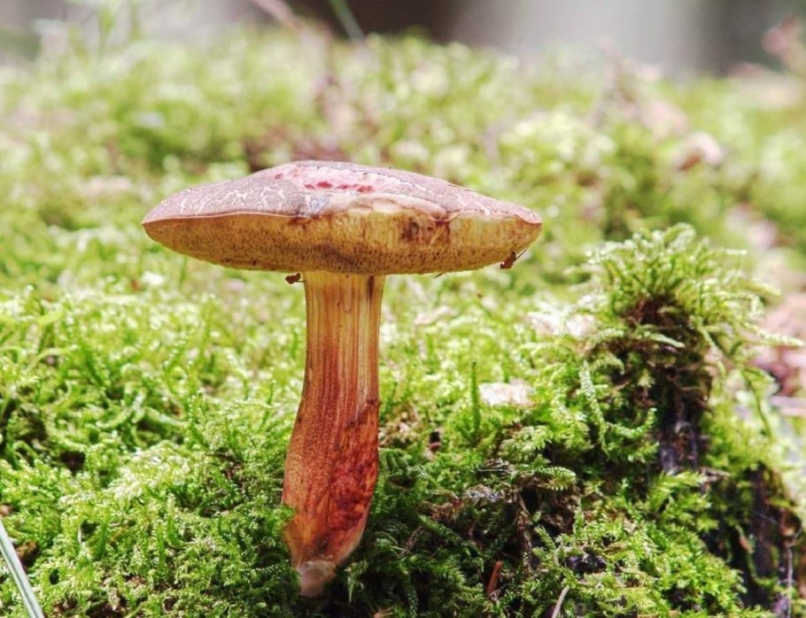 Моховик пестрый трещиноватый