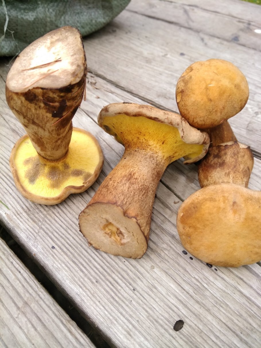 Моховик лиственничный