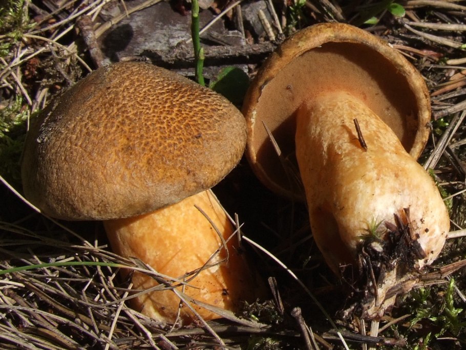Маслёнок желто-бурый Suillus variegatus