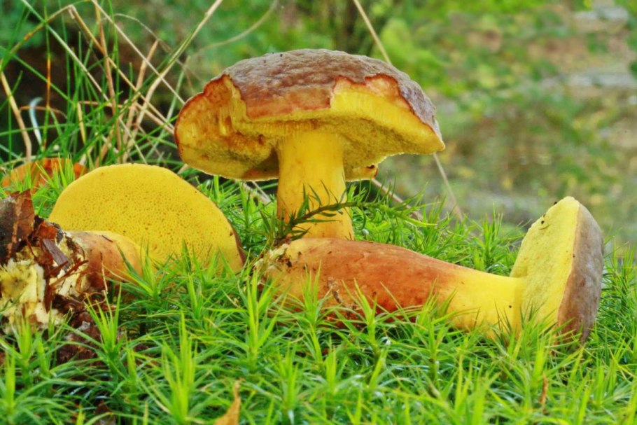 Гриб моховик гриб моховик