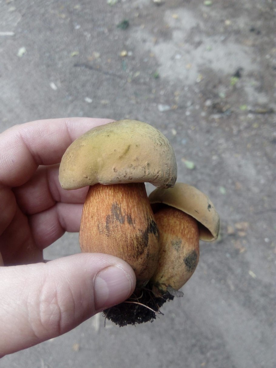 Дубовик гриб срез