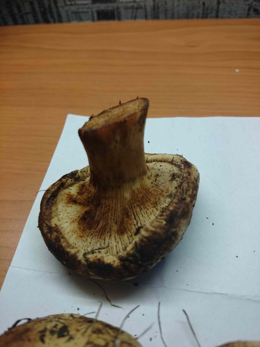 Гриб на срезе коричневеет