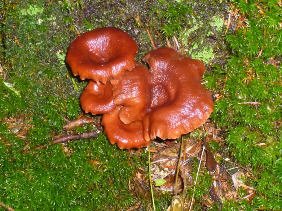 Горькушки, зеленушки