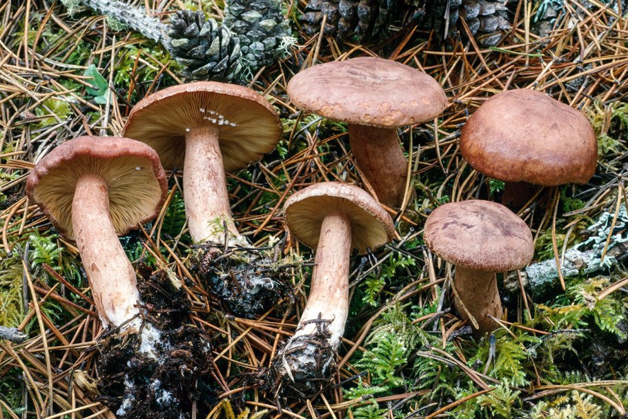 Млечник горькушка