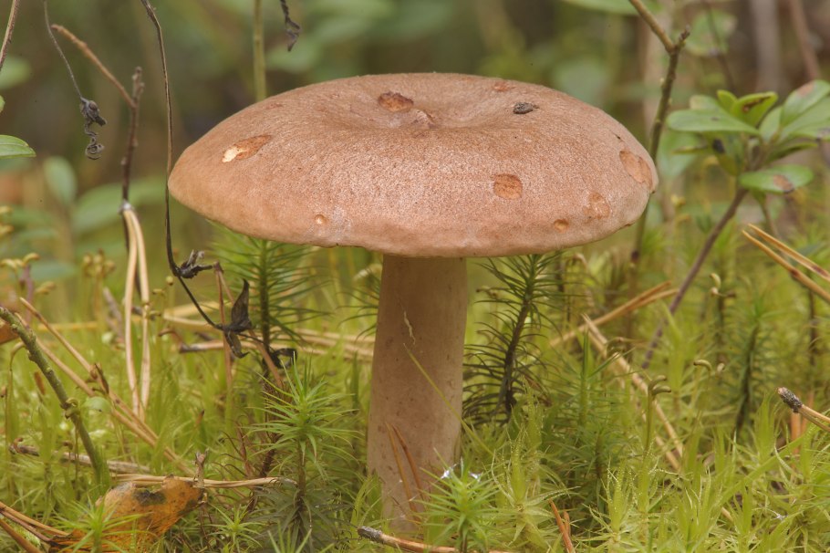 Горянки грибы