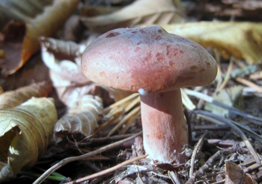 Горькушка гриб