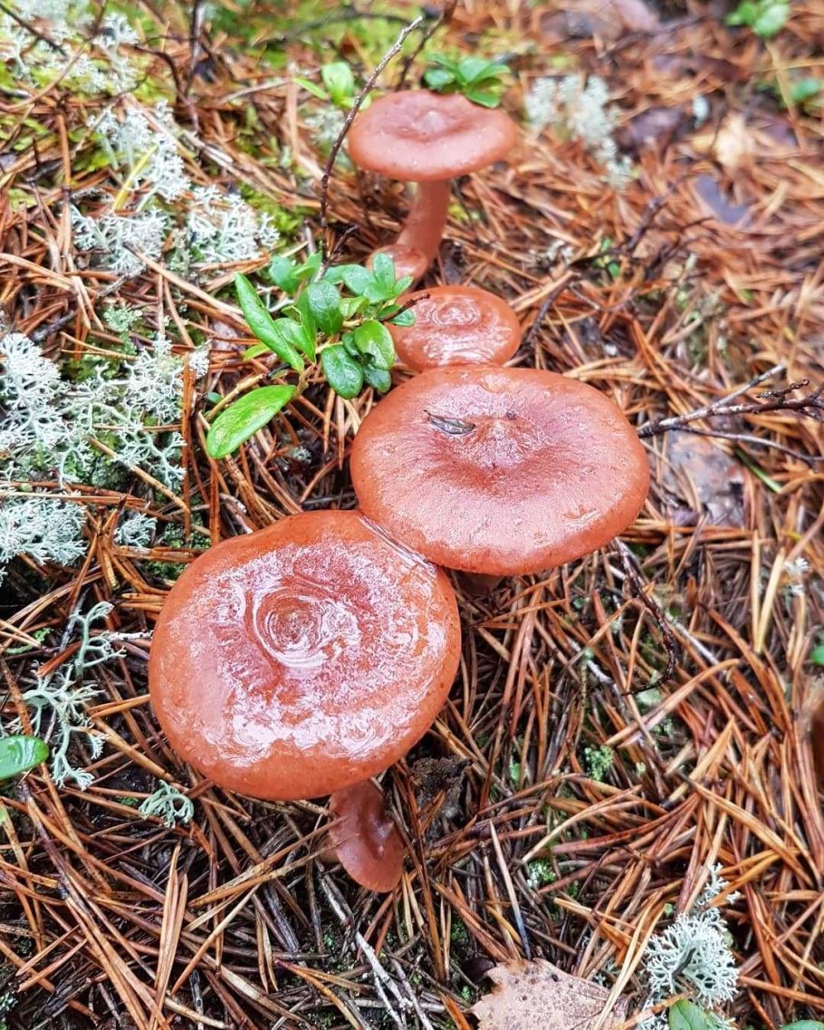 Lactarius Rufus горькушка