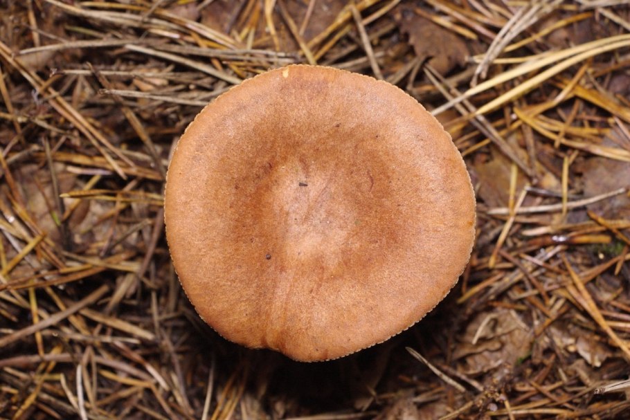 Ложные свинушки грибы