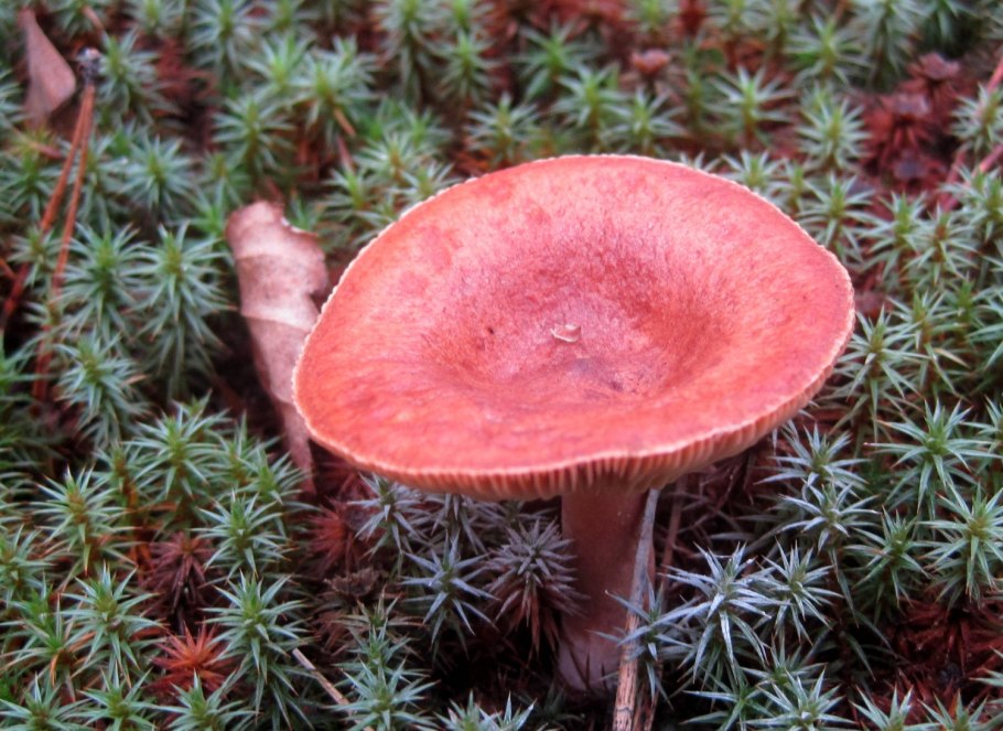 Lactarius badiosanguineus
