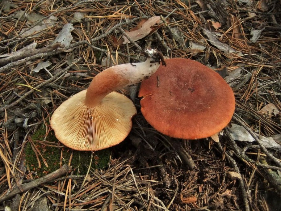 Lactarius Rufus горькушка