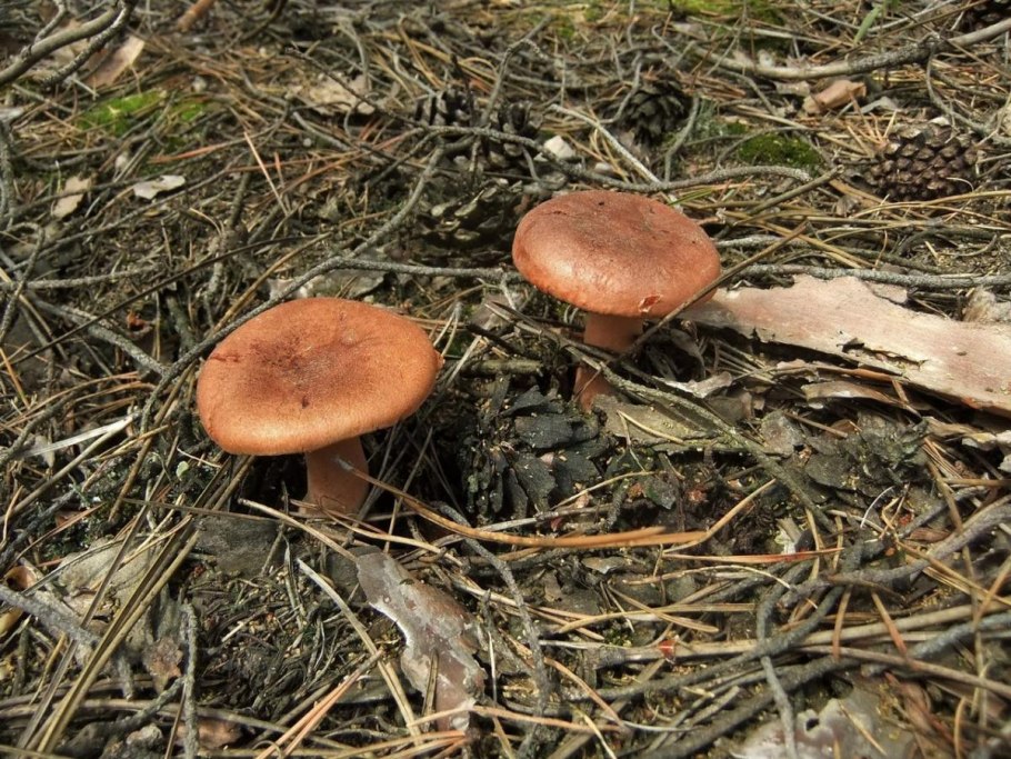 Горькушки, зеленушки