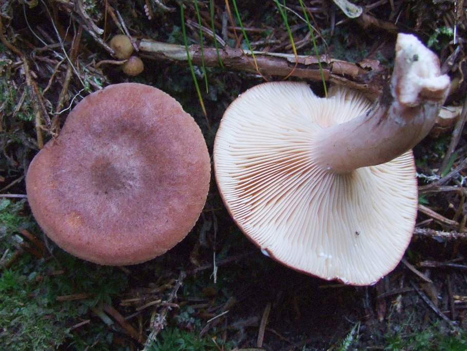 Lactarius Rufus