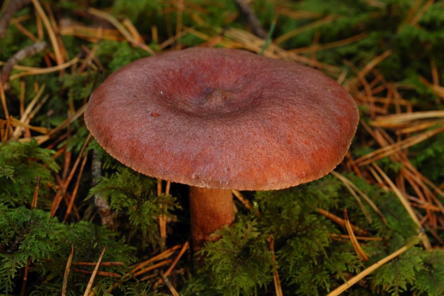Lactarius Rufus горькушка