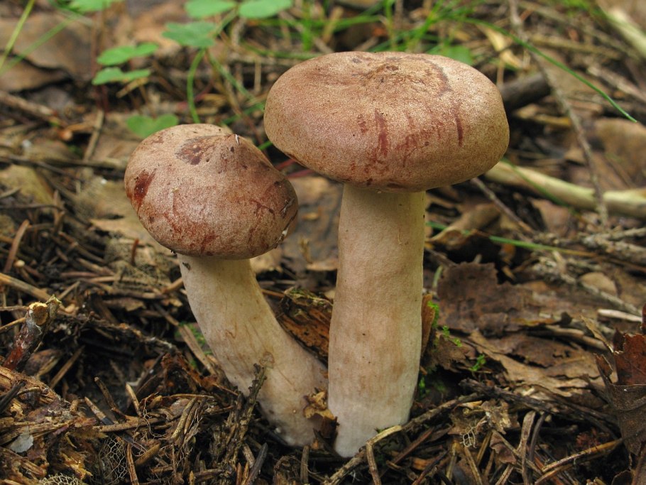 Грузди и горькушки