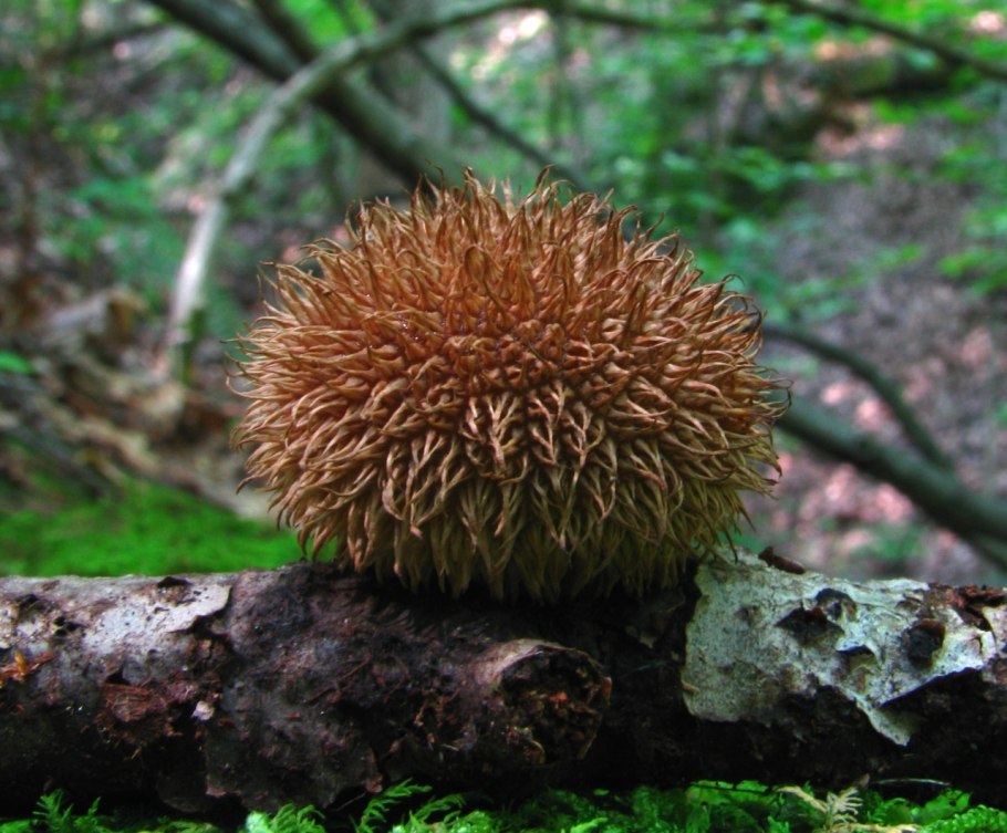 Lycoperdon echinatum