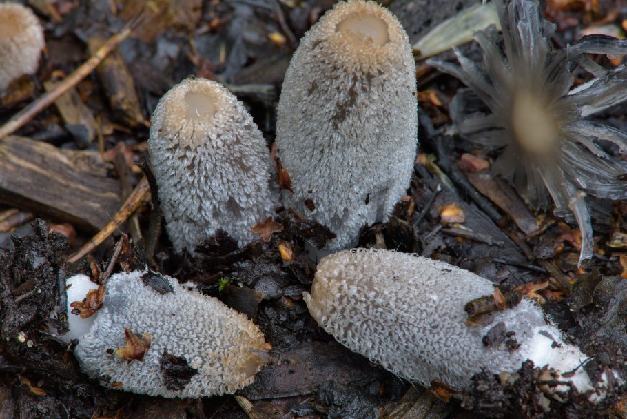 Coprinopsis lagopus