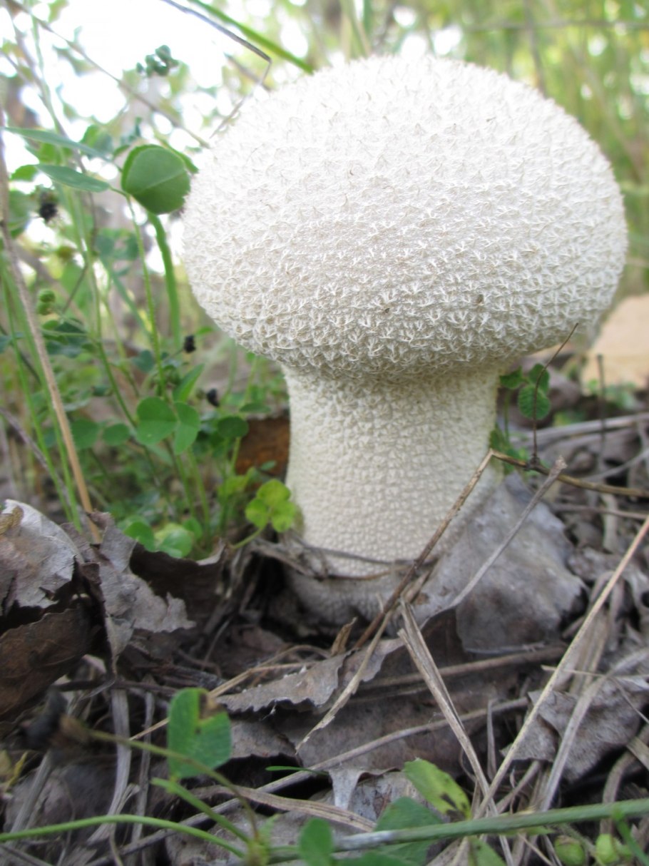 Белоснежный гриб