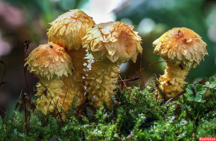 Лохматый гриб