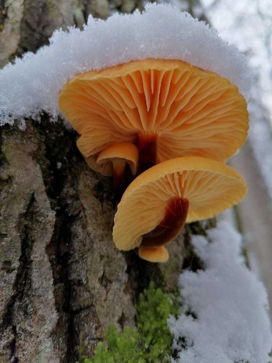 Зимние грибы