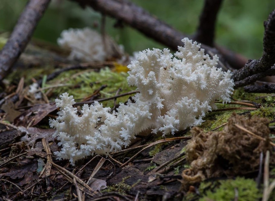 Ежовик коралловидный