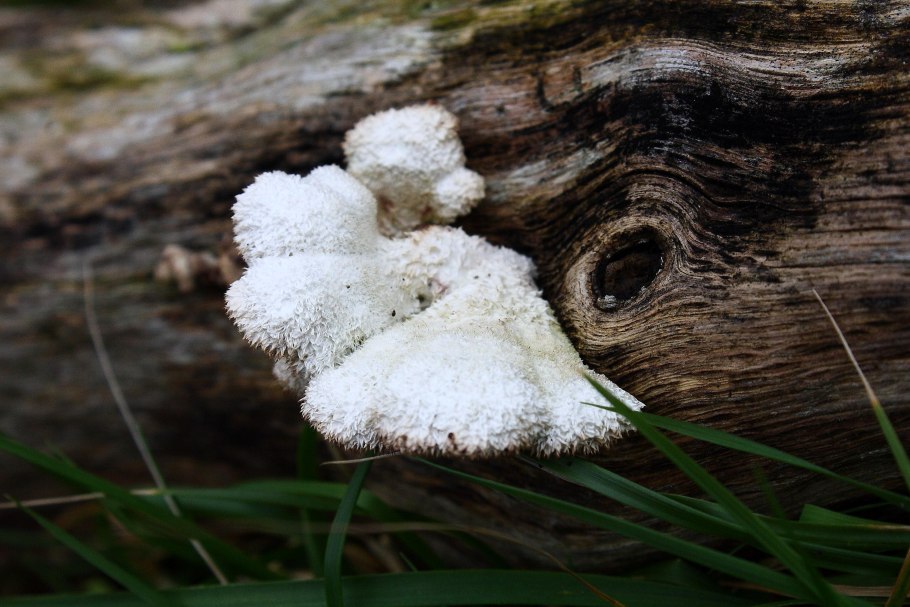 Гриб на дереве пушистый